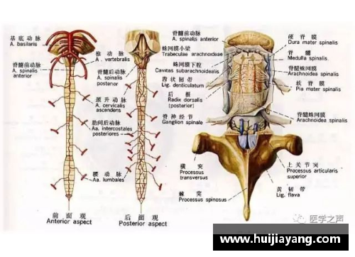 虚空地疝：解析影响神经系统的潜在效应